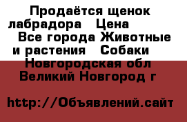 Продаётся щенок лабрадора › Цена ­ 30 000 - Все города Животные и растения » Собаки   . Новгородская обл.,Великий Новгород г.